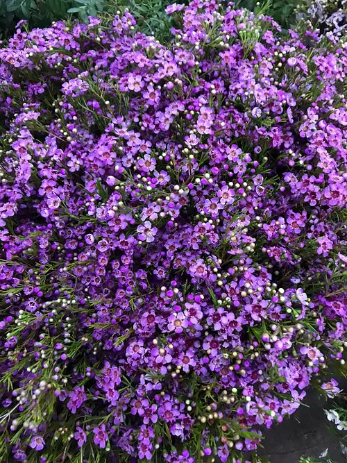 Purple Wax Flower (25 stems )