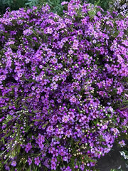 Purple Wax Flower (25 stems )