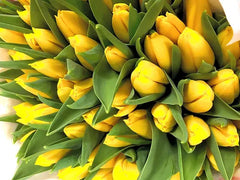 Tulip Yellow