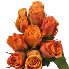 Rose Orange (10Stems)