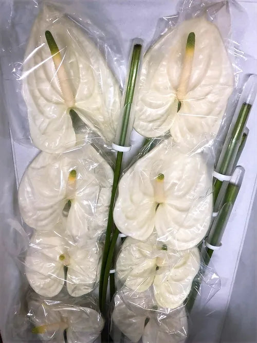 Anthurium White