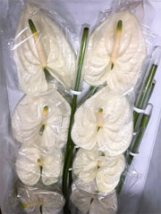 Anthurium White