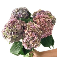 Hydrangea Multicolor