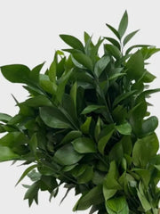 Ruscus (10pcs/bunch)