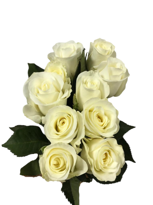 Rose White ( 10 Stems)