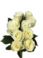 Rose White ( 10 Stems)