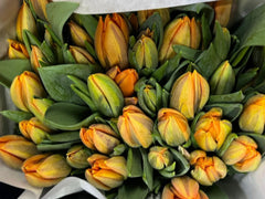 Tulip Golden Orange (10pcs/Bunch)
